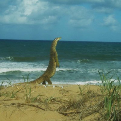 Yellow-spotted goanna at Wreck Rock beach